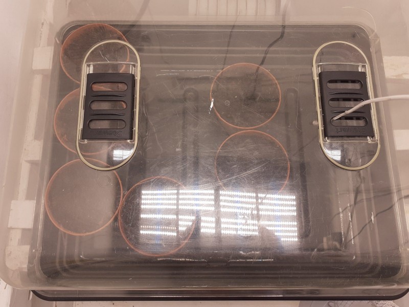 Strawberry Cheesecake Auto