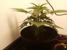 Strawberry Cheesecake Auto