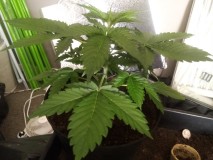 Strawberry Cheesecake Auto