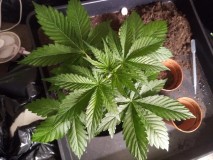 Strawberry Cheesecake Auto