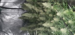 IMG-20200419-WA0047
