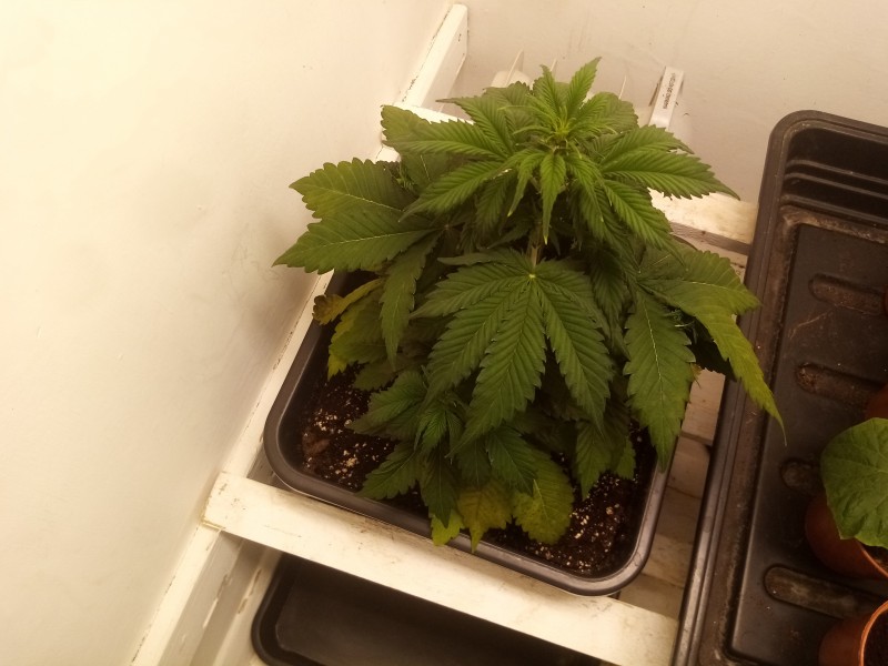 Strawberry Cheesecake Auto