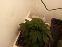 Strawberry Cheesecake Auto