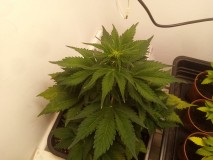 Strawberry Cheesecake Auto