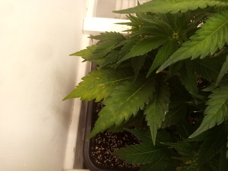 Strawberry Cheesecake Auto