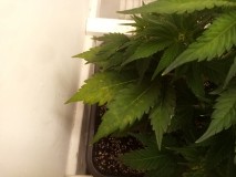 Strawberry Cheesecake Auto