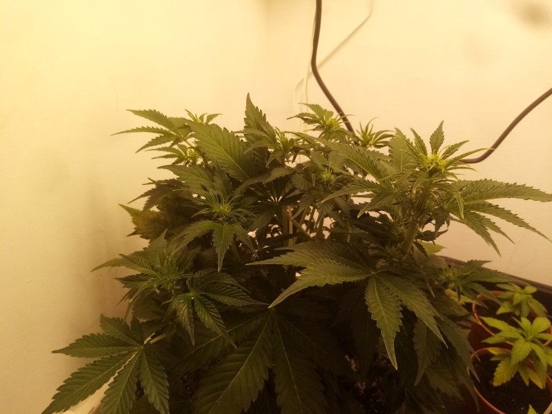 Strawberry Cheesecake Auto