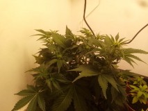 Strawberry Cheesecake Auto