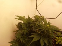 Strawberry Cheesecake Auto