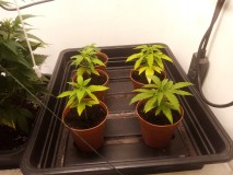 Strawberry Cheesecake Auto