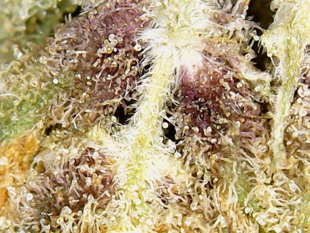 purple queen