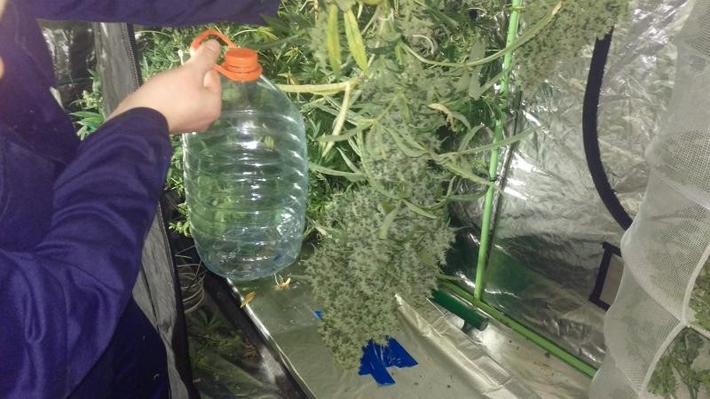 Whaledick5litrebottle