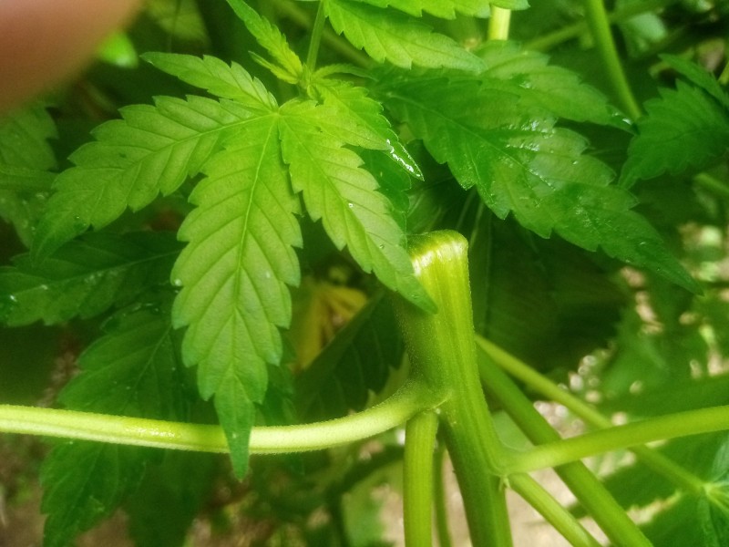 Cheese Feminized Outside Grow