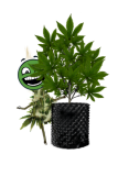 strain 1