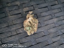 IMG_20200812_203318