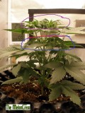 2 stage canopy management