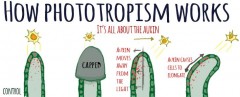Phototrop