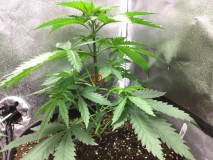 supercrop
