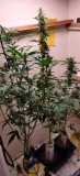 72DaysOldGroup