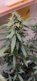 dodgyPerlite