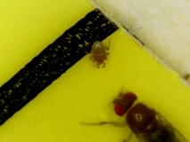 mite 2