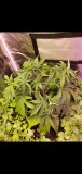 Screenshot_20201227-184420_Gallery