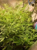 Apollo 11 week 3