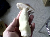 Shroom2