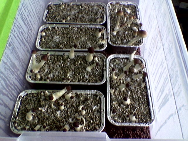 Image0004
