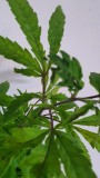 IMG-20210620-WA0005