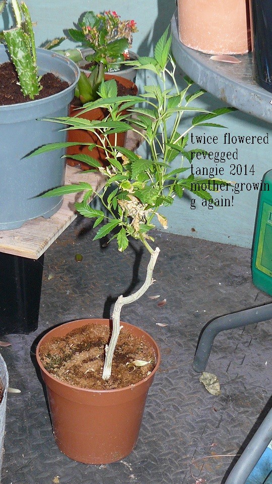 medical kush outdoor 018