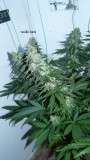 vks td zkittles og 047