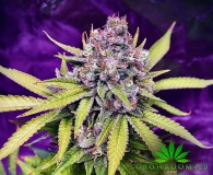 mn wiz bud 1