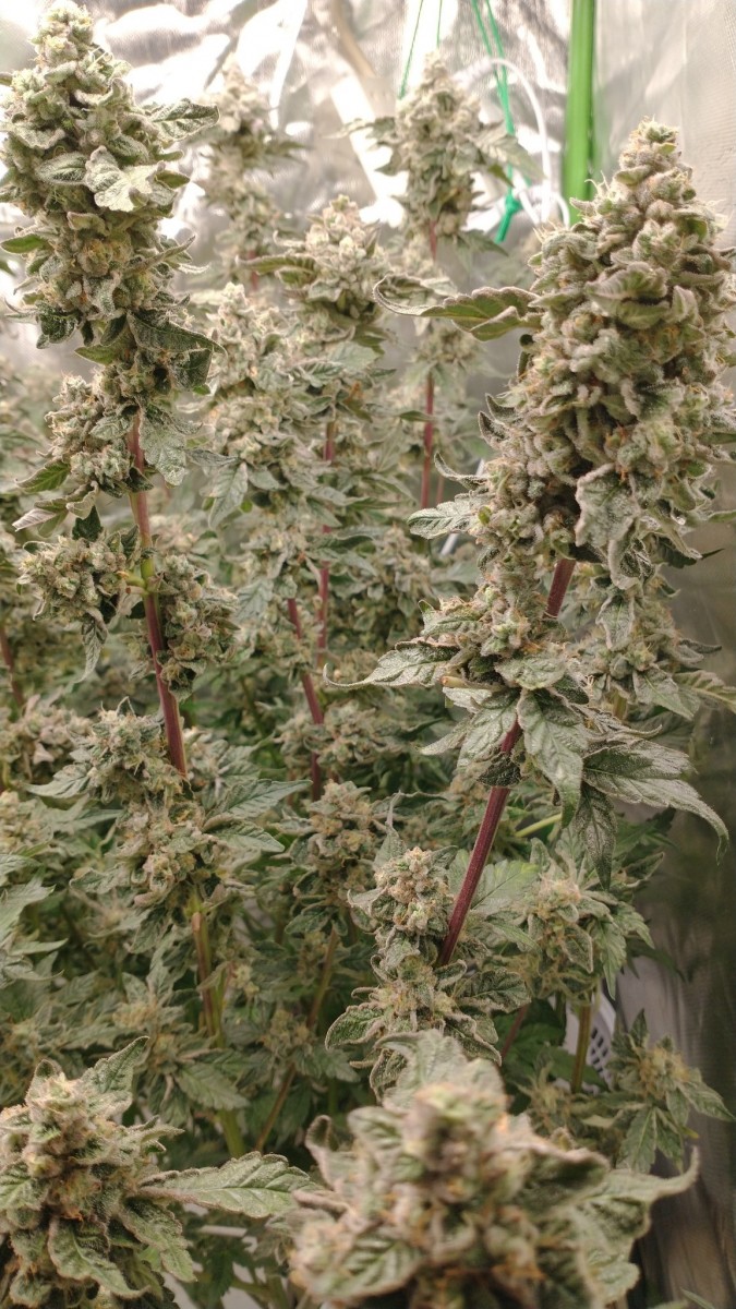 IMG_20210907_112438620