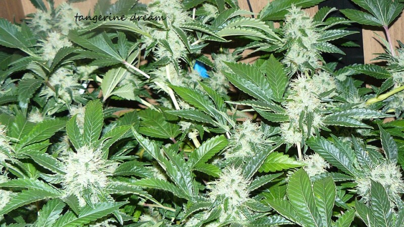 drobes 20 10 21 060