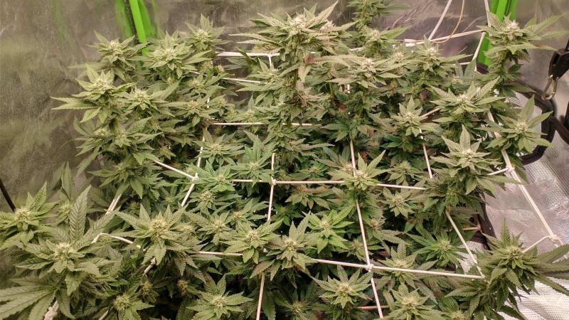 IMG_20211110_082826448_HDR