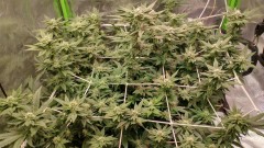 IMG_20211110_082826448_HDR