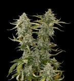 candy-dawg-og-fem