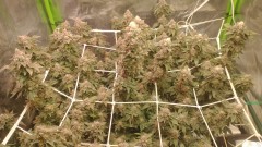 IMG_20211202_071838287