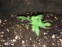 dec 16 043