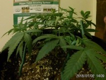 JAN 5 008
