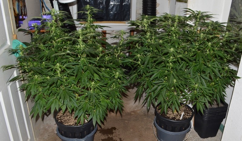 plants 1&2