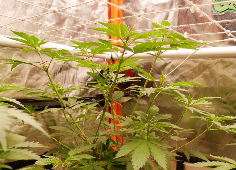 P1020312 topping