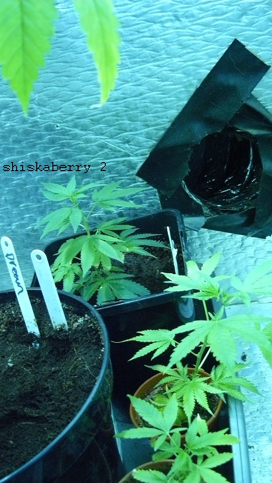 drobes 07 04 22 036