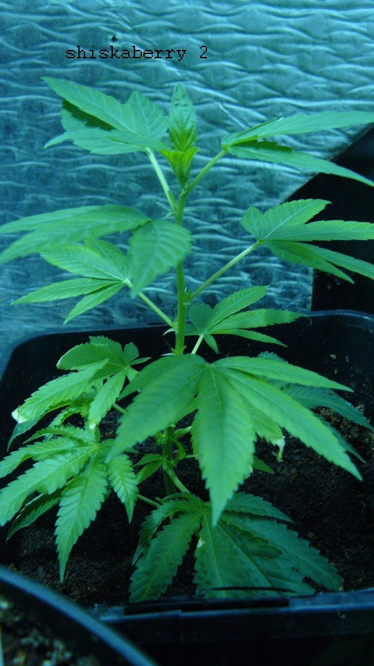 drobes 10 4 22 021