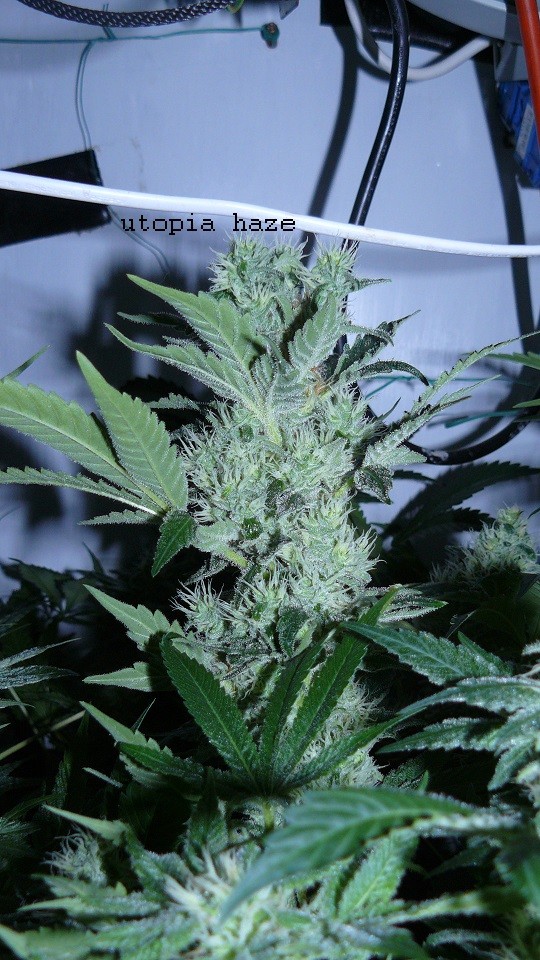 drobes 16 04 22 002