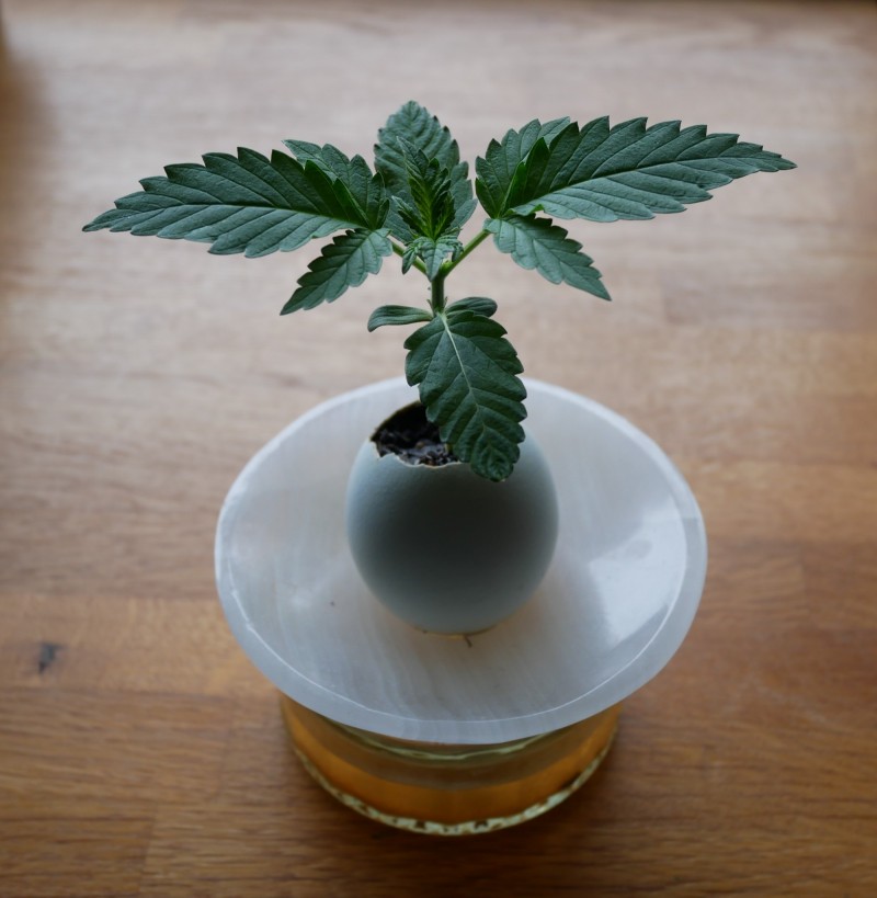 P1020535