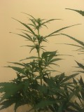 jan 27 031