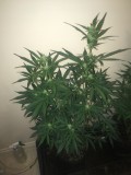 jan 27 035