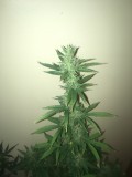 jan 27 037